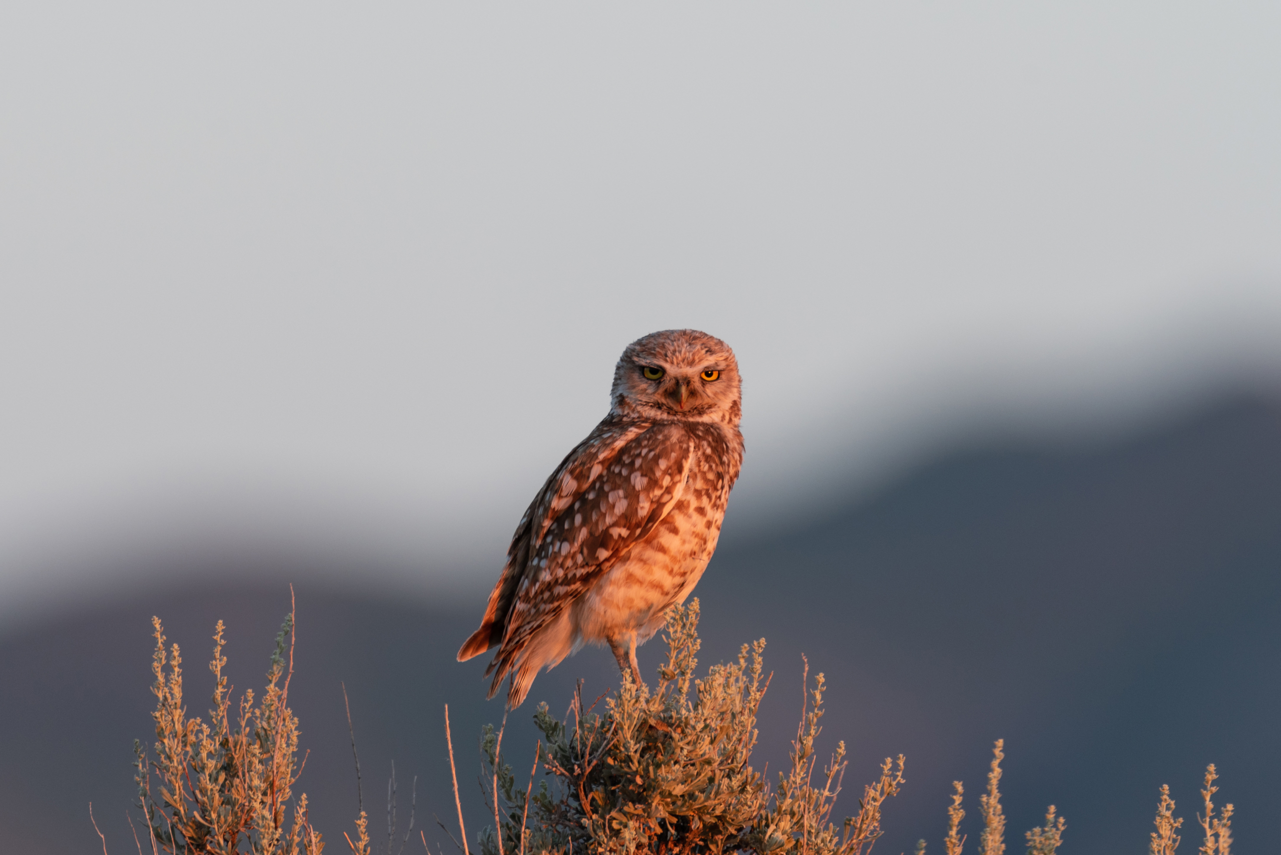 Burrowing Owl - Antelope Island, Utah